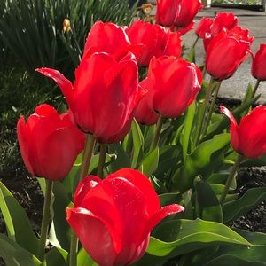 Meet your Posher, Lily